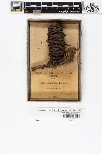Abies lasiocarpa subsp. lasiocarpa image