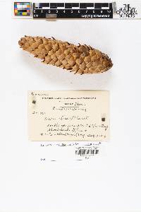 Picea abies image