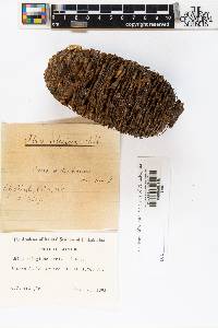 Abies religiosa image