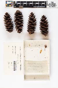 Picea obovata image