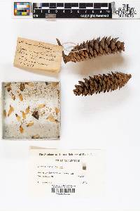 Picea orientalis image