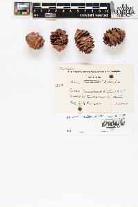 Picea glauca image