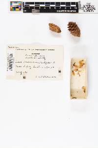 Picea mariana image