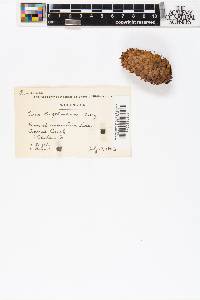 Picea engelmannii image