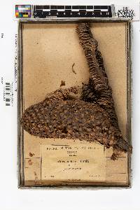 Abies nobilis image