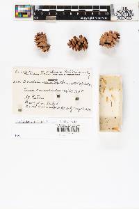 Picea glauca image