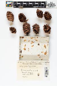 Picea rubens image