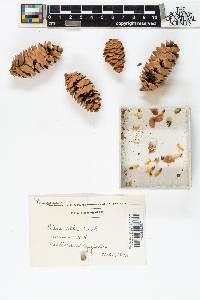 Picea alba image