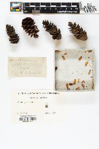 Tsuga mertensiana image