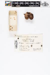 Picea mariana image