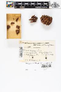 Picea rubens image
