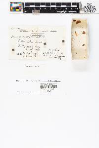 Picea alba image