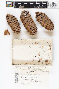Picea breweriana image