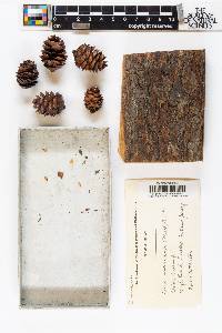 Picea mariana image