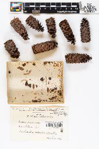 Picea pungens image