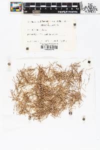 Picea rubens image