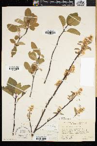 Amelanchier humilis image