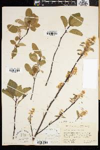 Amelanchier humilis image