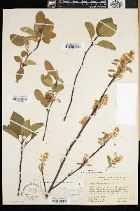 Amelanchier humilis image