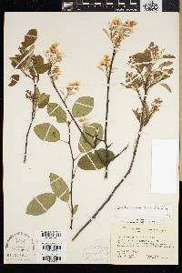 Amelanchier humilis image