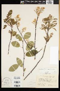 Amelanchier humilis image