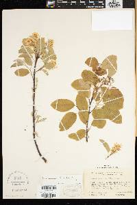 Amelanchier humilis image