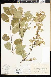 Amelanchier humilis image