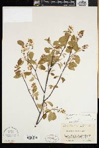 Amelanchier humilis image