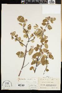 Amelanchier humilis image