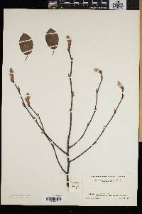 Amelanchier oblongifolia image