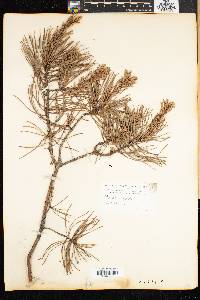 Pinus rigida image