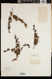 Veratrum viride image