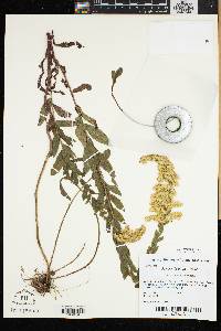 Solidago fistulosa image