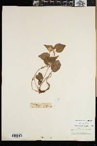 Viola rostrata image
