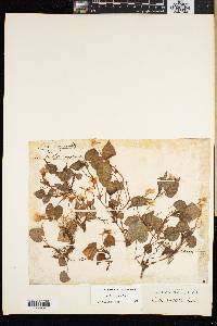 Viola rostrata image