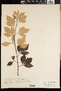 Searsia tomentosa image