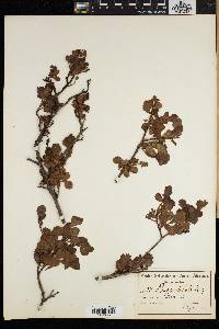 Searsia undulata image