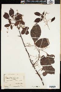 Searsia laevigata image