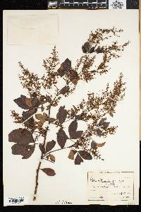 Searsia laevigata image