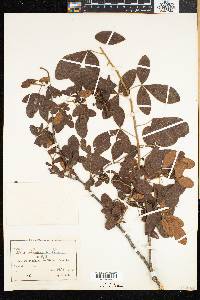 Searsia laevigata image