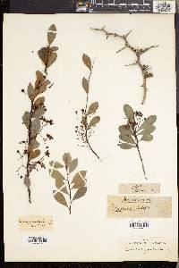 Putterlickia pyracantha image