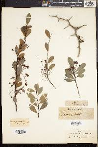 Putterlickia pyracantha image