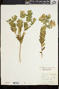 Polygala myrtifolia image