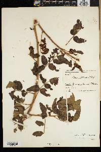 Pistacia atlantica image