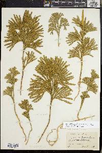 Dendrolycopodium dendroideum image