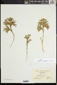 Dendrolycopodium dendroideum image