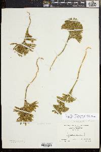 Dendrolycopodium dendroideum image