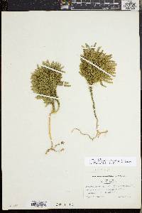 Dendrolycopodium dendroideum image