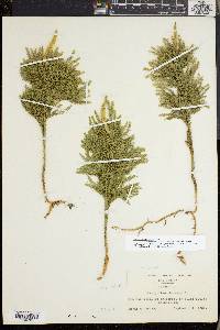 Dendrolycopodium dendroideum image