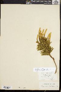 Dendrolycopodium dendroideum image